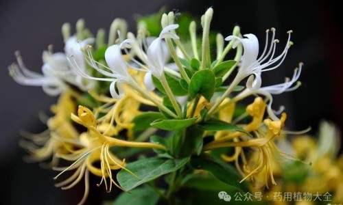 指甲花的功效与作用可以治灰指甲吗-【指甲花的功效与作用及食用方法】指甲花的功效与作用 - 指甲花的功效与作用网