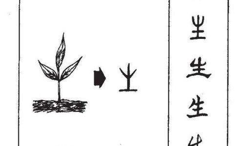 指甲花的功效与作用可以治灰指甲吗-【指甲花的功效与作用及食用方法】指甲花的功效与作用 - 指甲花的功效与作用网